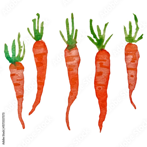 Watercolor illustration of carrots on transparent background
