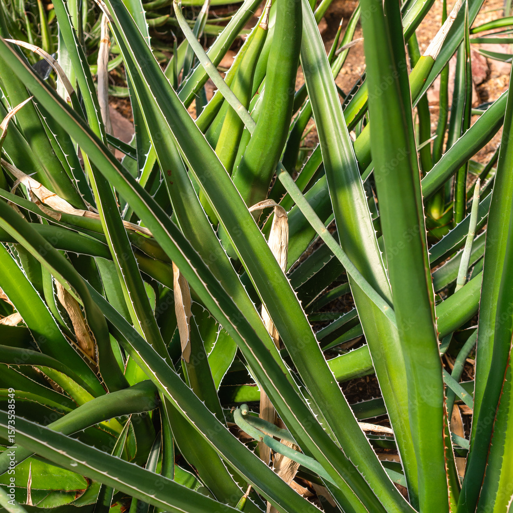 Obraz premium Close-Up of Agave or Succulent Leaves with Sharp Edges and Natural Textures