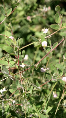 American Hookfruit Trefoil, Acmispon Americanus Variety Americanus, an enchanting native synoecious annual displaying solitary racemose inflorescences during late Spring in the Santa Monica Mountains.