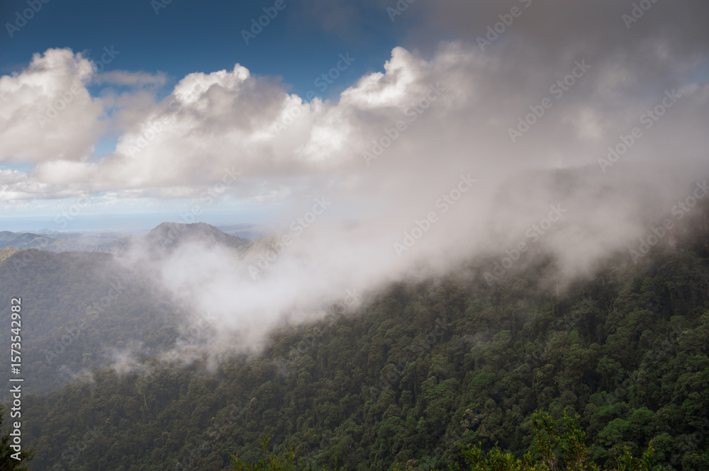 Fototapeta premium Misty Morning in Lush Rainforest