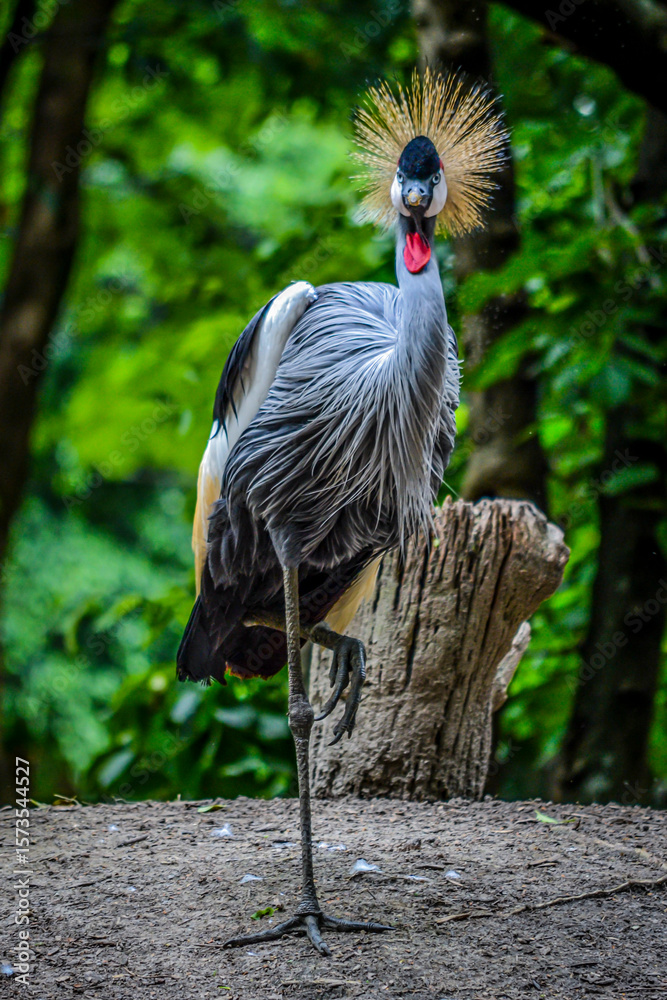 Fototapeta premium grey crowned crane