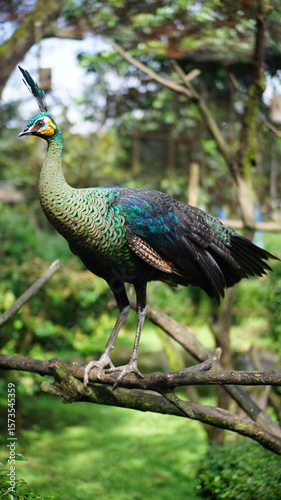 Podobny obraz