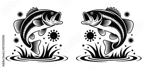 Two black and white bass fish jumping out of water with splashes