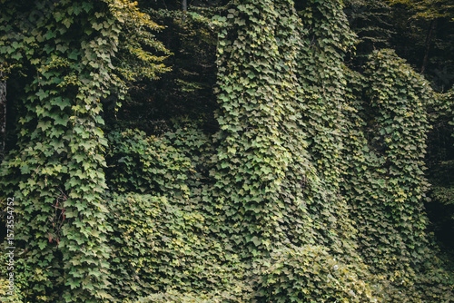 Tablou pe pânză a lush, green hillside entirely engulfed by dense, fast-growing kudzu vines