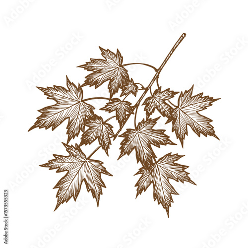 Maple branch illustration in detailed line art style representing Fall Aesthetic  