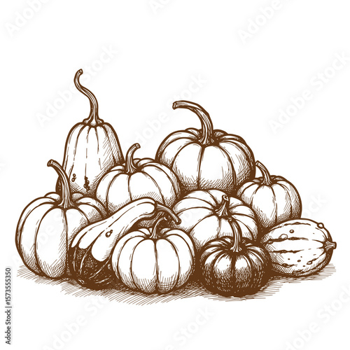 Assorted gourds and mini pumpkins in sketch illustration style, Fall Aesthetic  