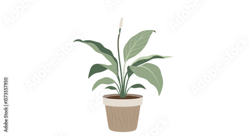 Elegant Peace Lily Houseplant in Pot Botanical Illustration