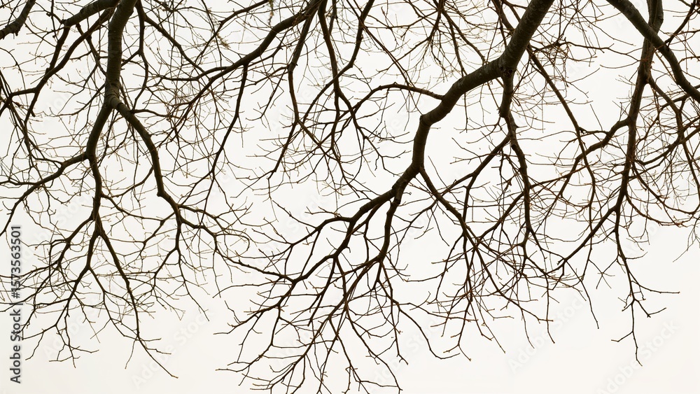 Fototapeta premium Bare Winter Branches Against Sky