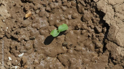 Irrigation water is absorbed by the soil after watering green seedling top view close up