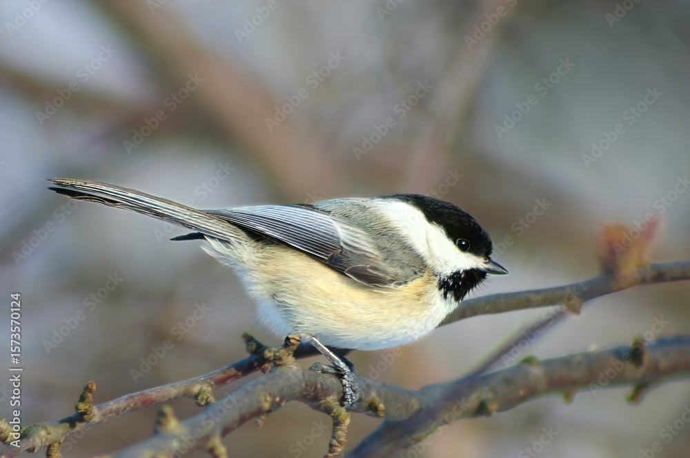 Fototapeta premium black-capped chickadee on a branch
