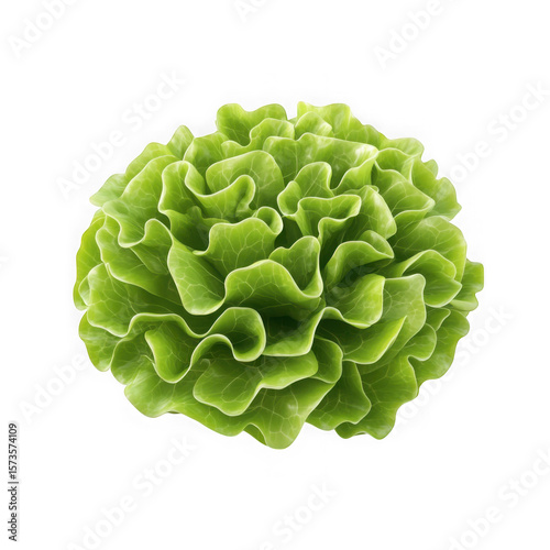Isolated head of fresh green lettuce with ruffled leaves on a plain black background studio shot on transparent background