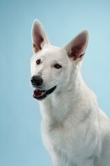 Acrylglasbilder Tierarzt Weißer Schäferhund mit strahlendem Lächeln  © Anna Averianova