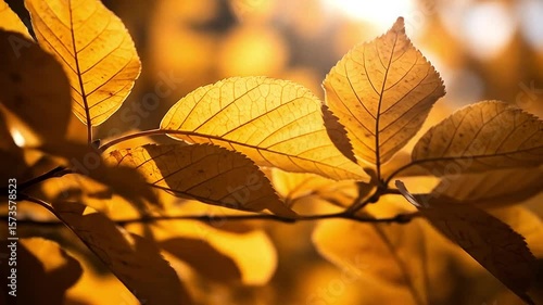 Close-up of golden autumn leaves rustling in soft afternoon sunlight