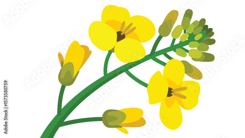 Illustration of a flowering branch with bright yellow rapeseed flowers and buds
