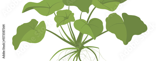 Illustration of a green plant with large leaves and visible roots on a white background