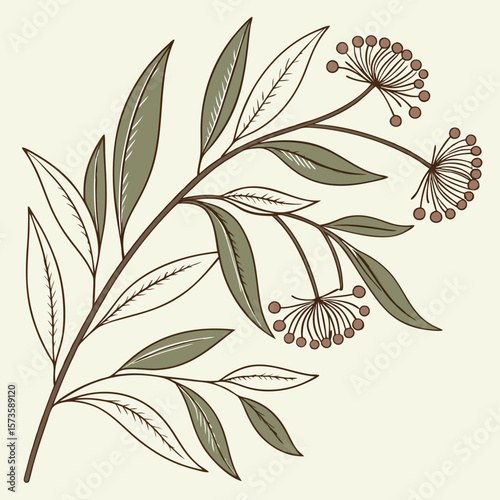 Elegant plant illustration with leaves and flower heads on light background