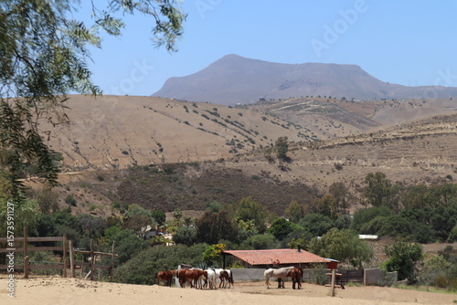 Pretty Horses rescue horses in field in rosarito mexico
