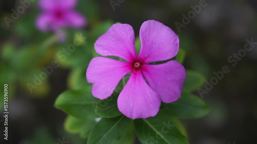 Pink to purple flower in full bloom with blurred background, tropical Indonesian plant ideal for romantic, seasonal, or nature close-up video