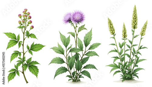 wild flowers isolated on white
