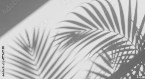 Palm leaf shadows cast on a light wall, creating a textured, abstract pattern of light and shade.