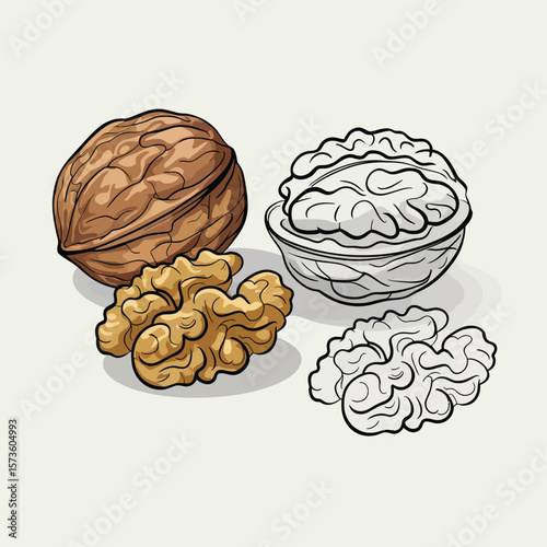 Illustration of a whole walnut shelled walnut halves and a line drawing of walnuts