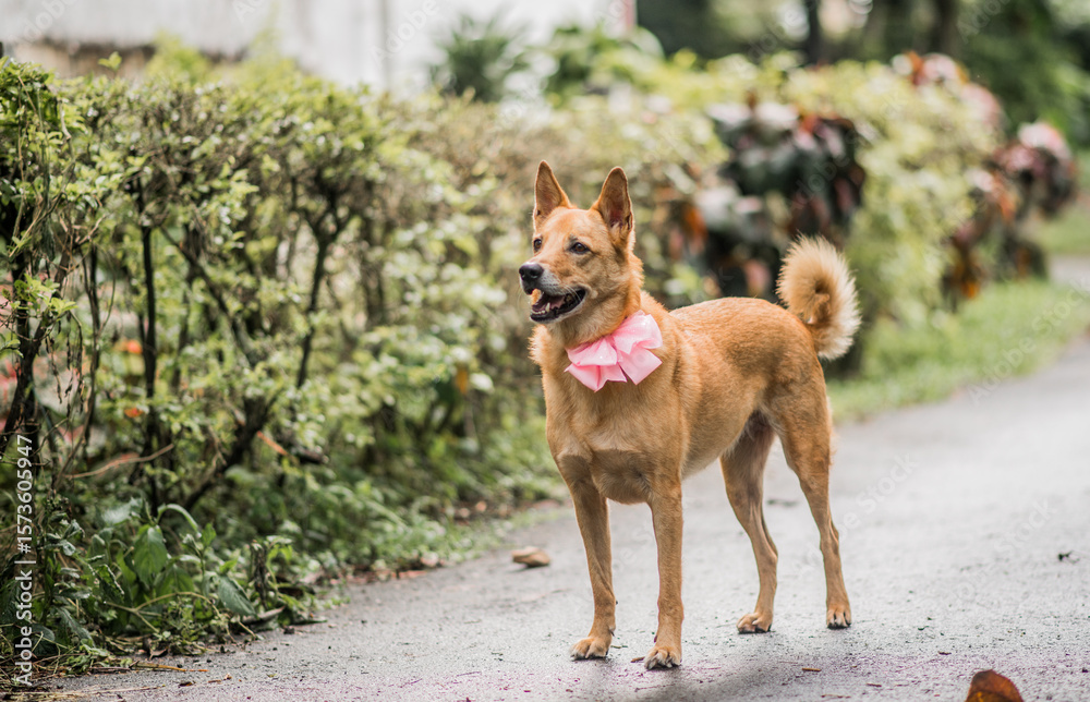 Naklejka premium Perra mestiza con moño rosa caminando en sendero natural