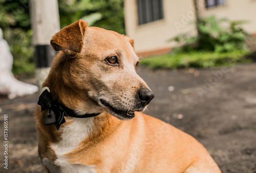 Photos Perro mestizo con moño negro elegante al aire libre