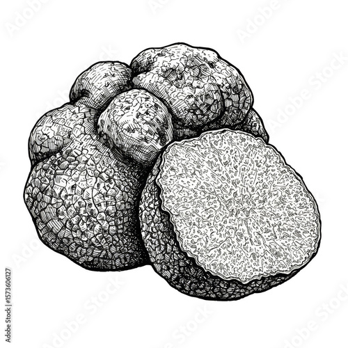 Illustration of Truffle Fungus a Gourmet and Expensive Ingredient