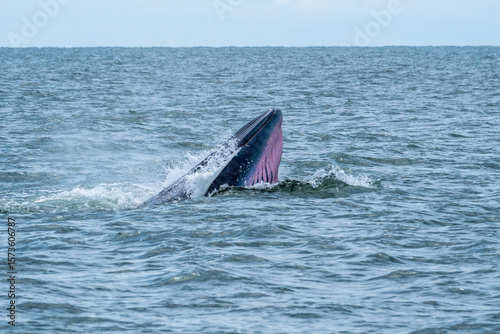 Bruda or Bryde’s whale eating anchovies fish in the gulf of Thailand at Bang Tabun, Phetchaburi Province.
