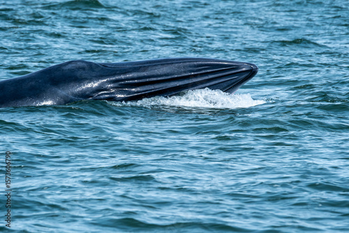 Bruda or Bryde’s whale eating anchovies fish in the gulf of Thailand at Bang Tabun, Phetchaburi Province.