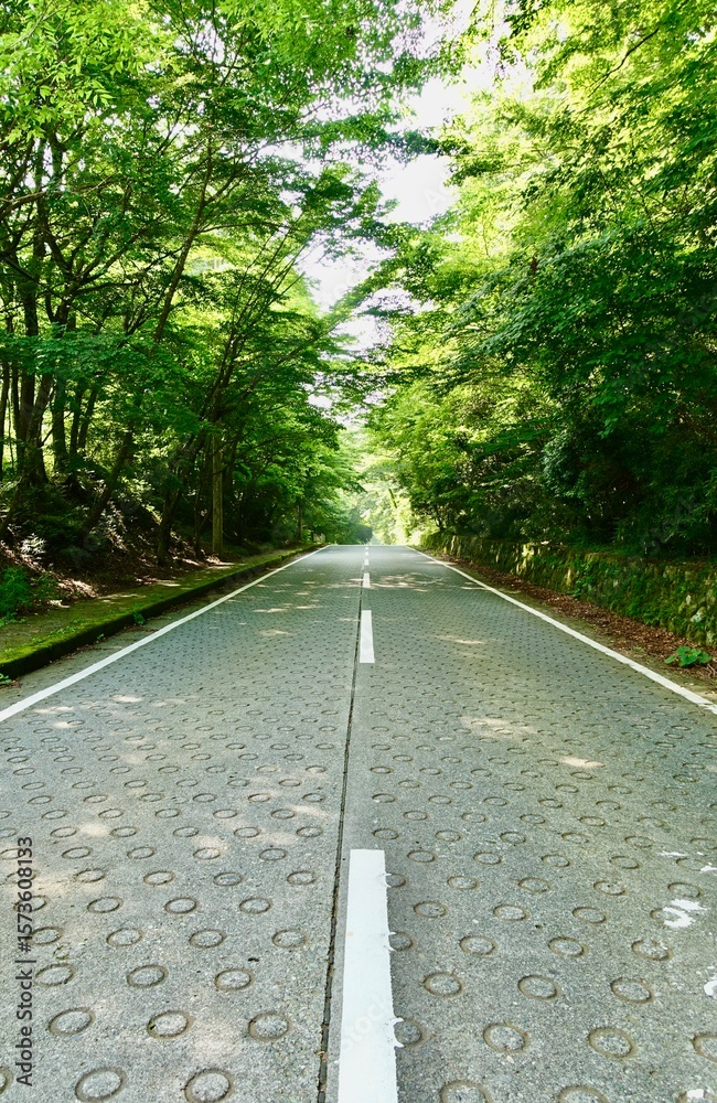 Fototapeta premium 新緑に包まれた道路、ヒメシャラ林道 箱根の県道733号(縦構図)