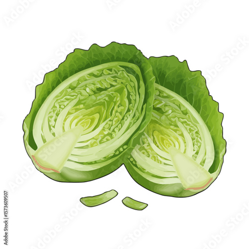 Cut Romaine Lettuce Halves  Vector Illustration