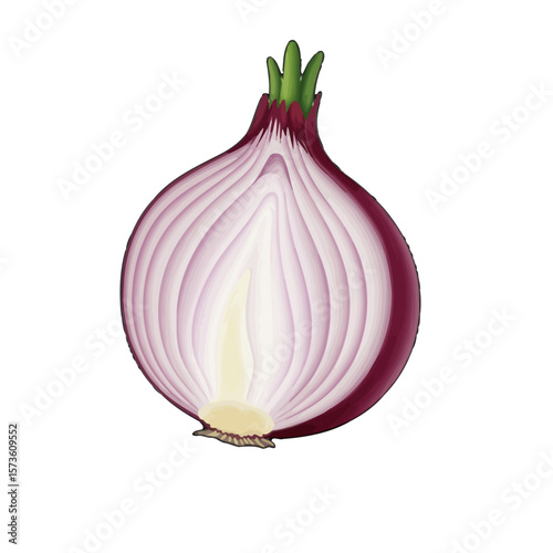 Half Red Onion Fresh Vegetable Illustration 