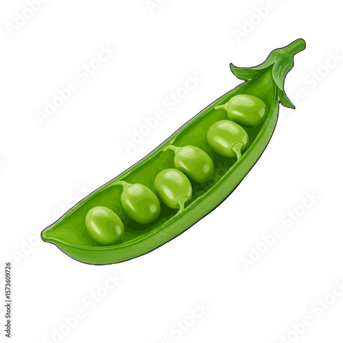 Green Pea Pod with Six Peas 