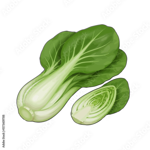 Bok Choy Still Life with Cut Vegetable 