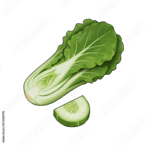 Bok Choy and Cucumber Illustration 
