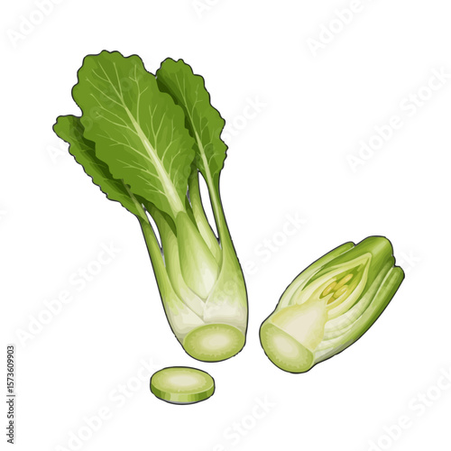 Bok Choy Illustration: Fresh Vegetable, Cut and Whole 