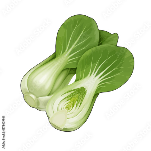 Fresh Baby Bok Choy Illustration 