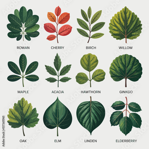 Collection of twelve different tree leaves labeled with their names
