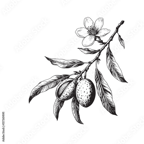 Detailed black and white ink illustration of an almond branch with unripe fruits and a single blossom