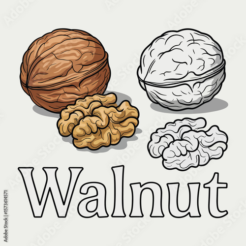 Whole and shelled walnuts in color and outline with the word walnut