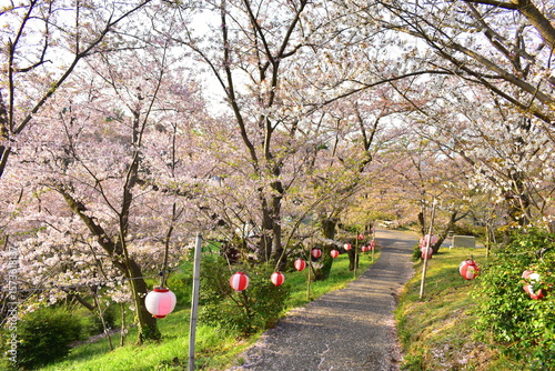 桜　サクラ　さくら　開山公園　愛媛