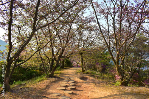 桜　サクラ　さくら　開山公園　愛媛