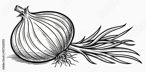 Vintage Onion Illustration – Botanical Engraving in Black and White