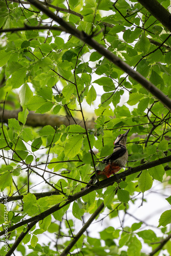 Wallpaper Mural Woodpecker perched on a hornbeam branch high in the tree canopy outdoors.
 Torontodigital.ca