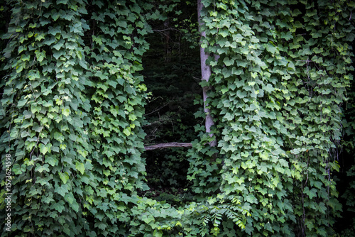 Foto a dense, green curtain of kudzu vines, known for their rapid growth and invasive