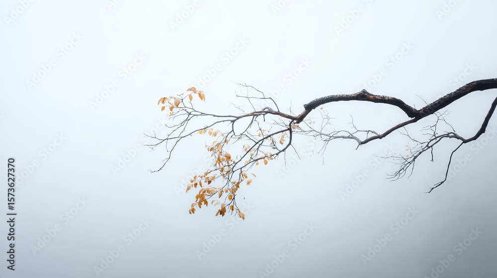 Fototapeta premium A bare tree branch with sparse orange leaves extends against a minimalistic pale sky background.