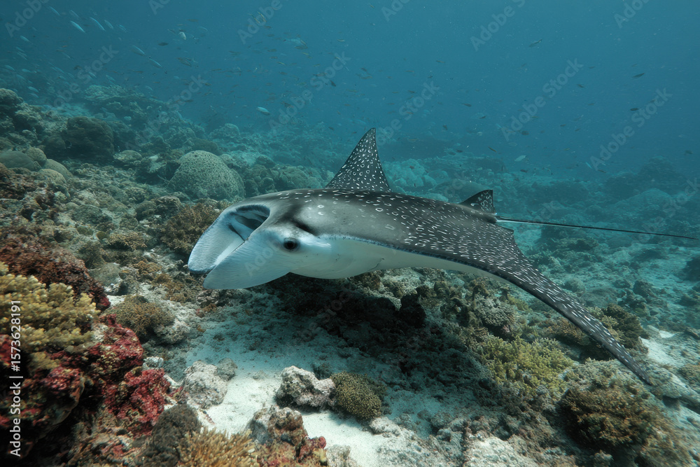 Fototapeta premium discover breathtaking underwater world of maldives where vibrant coral reefs and exotic marine life thrive