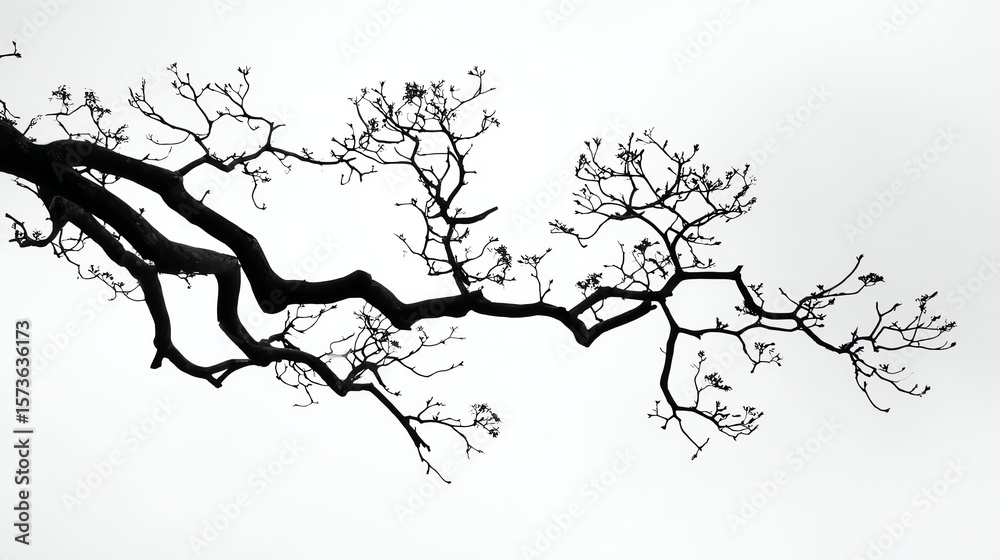 Obraz premium A stark black tree branch with sparse blossoms contrasts sharply against a bright white background, evoking a minimalist, serene aesthetic.
