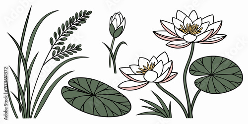 Elegant Water Lily and Greenery Illustration: A stunning illustration of delicate water lilies and lush greenery evokes tranquility and natural beauty, suitable for various design applications.